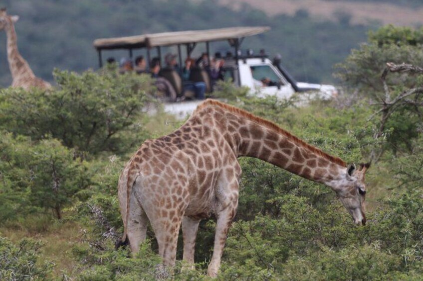 Full-Day Addo Park & Schotia Reserve (Open 4x4 Vehicle) 3