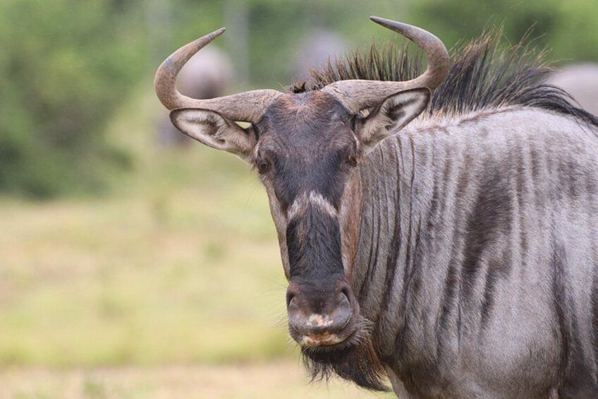 Full-Day Addo Park & Schotia Reserve (Open 4x4 Vehicle) 3
