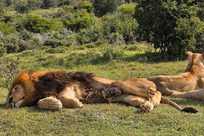 Full-Day Addo Park & Schotia Reserve (Open 4x4 Vehicle) 4