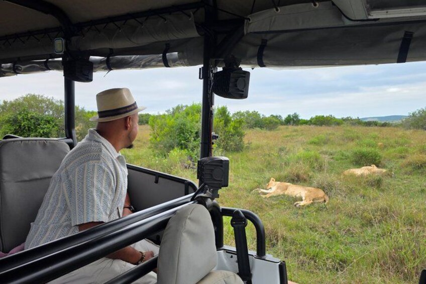 Full-Day Addo Park & Schotia Reserve (Open 4x4 Vehicle) 2