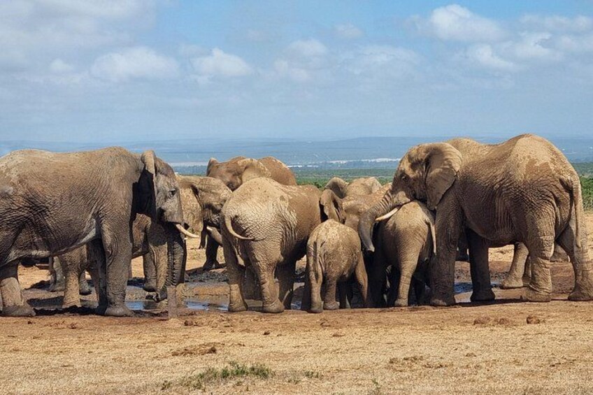 Full-Day Addo Park & Schotia Reserve (Open 4x4 Vehicle) 5