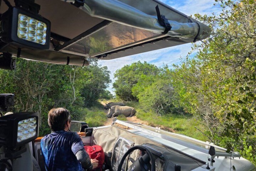 Full-Day Addo Park & Schotia Reserve (Open 4x4 Vehicle) 3