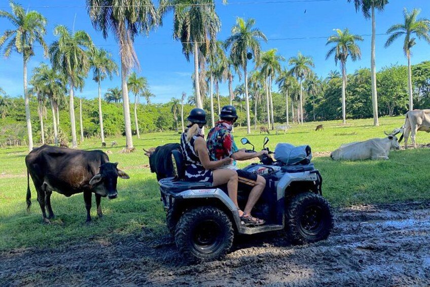 A person on a quad bike, a cow, and palm trees in the background. 5