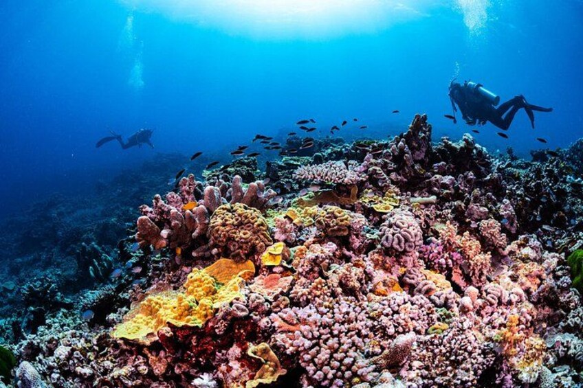 A vibrant coral reef with a diver and a shark in the background. 2