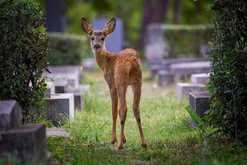 Ein Reh steht auf einem Friedhof, umgeben von Grünpflanzen und steinernen Grabsteinen. 2