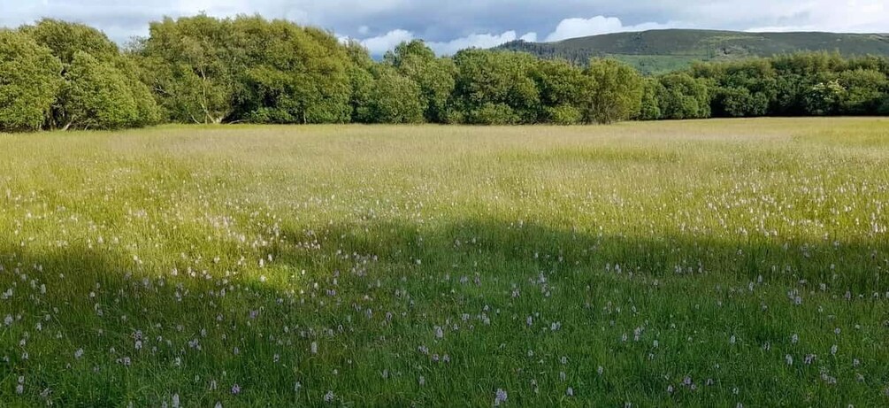 A field of wildflowers with a forest in the background. 5