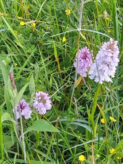 A field with tall green grass, purple flowers, and yellow flowers. 3