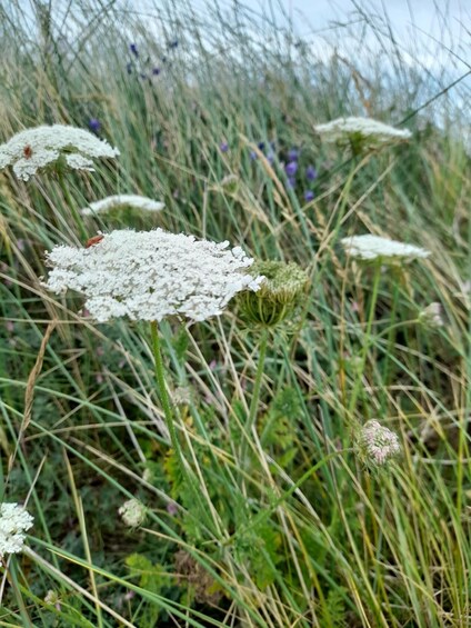 Picture 5 for Activity Isle of Man: Half Day Wildlife and Scenic Adventure Tour 4