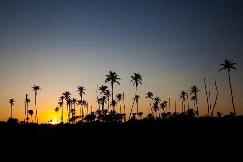 A sunset with silhouettes of palm trees against a clear sky. 5