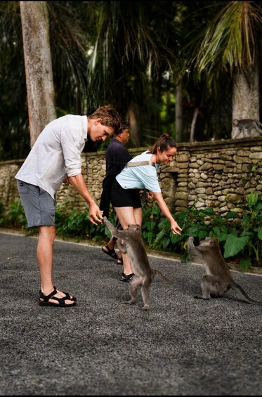 Picture 2 for Activity Ubud: Full-Day Rice Terrace, Monkey Forest & Waterfall 4