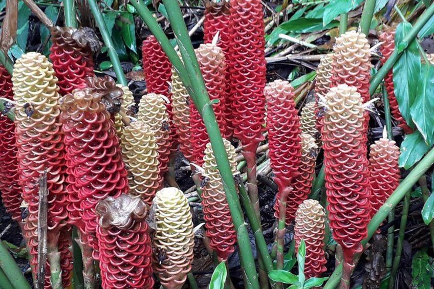A cluster of red and beige conical plants with green leaves in the background. 2