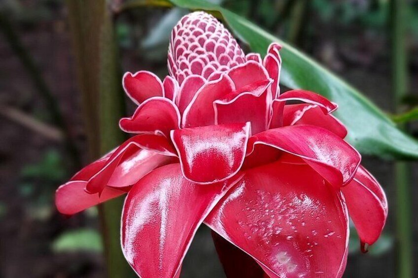 A red flower with a textured center. 4