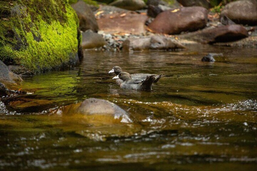 A duck swimming in a clear stream with rocks and moss-covered stones. 1