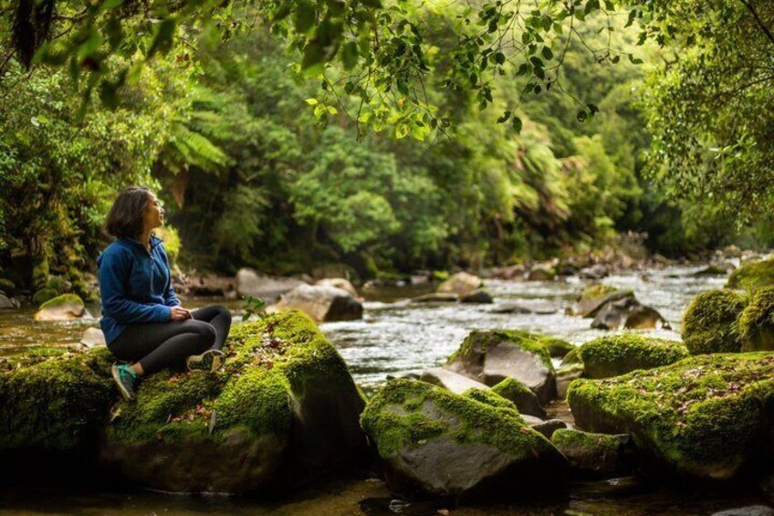 Whirinaki Forest Footsteps: Māori Guided Tour, Picnic & Transfer 3