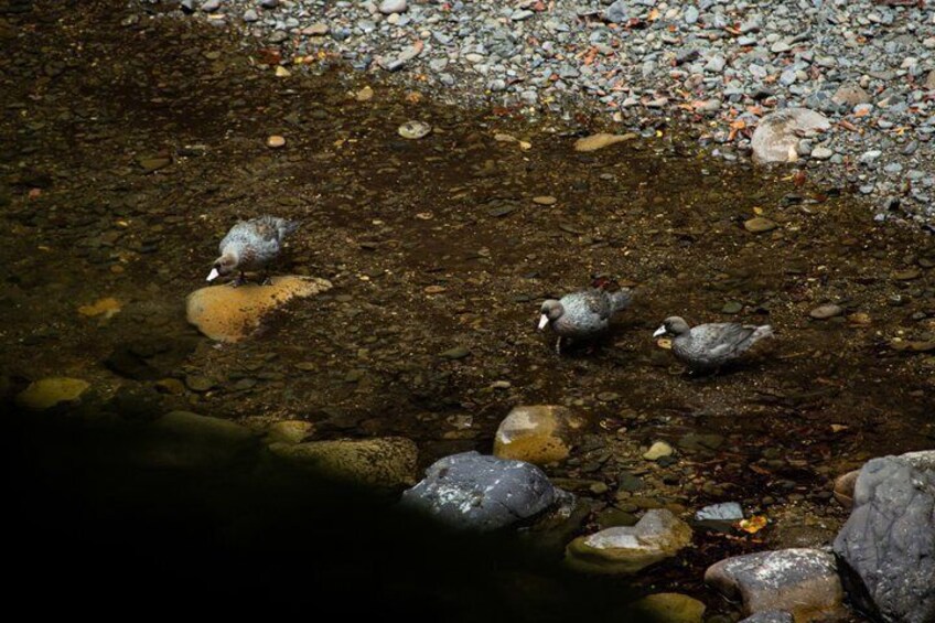 Whirinaki Forest Footsteps: Māori Guided Tour, Picnic & Transfer 4