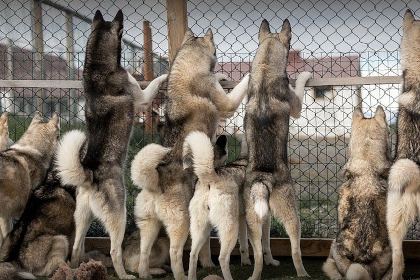A group of wolves behind a chain-link fence. 5