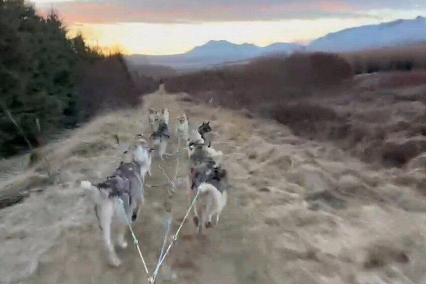 A group of dogs on leashes walking on a dirt path. 4