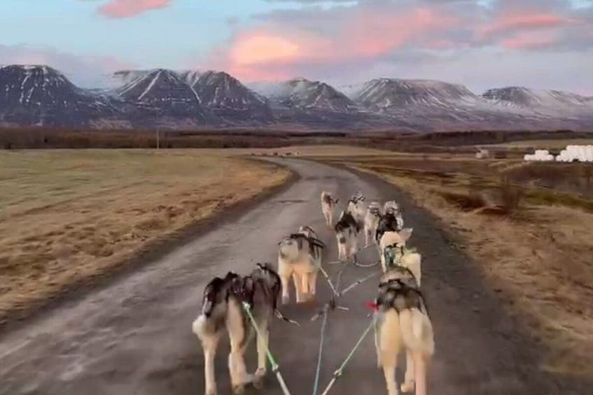 A group of reindeer on a dirt road with mountains in the background. 3