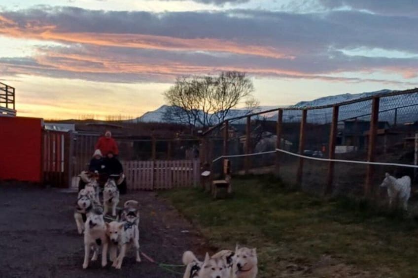 A person riding a dog on a leash, with several other dogs in a fenced area. 1