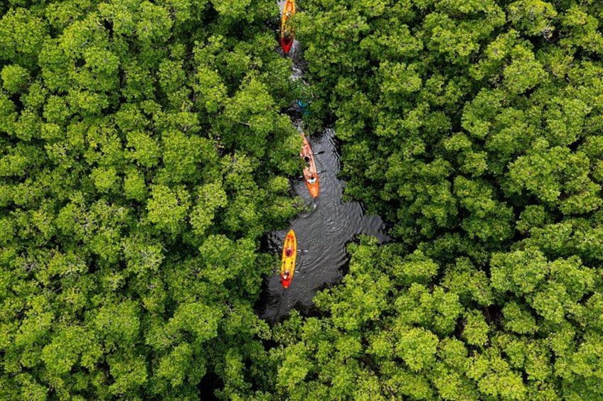 A river surrounded by dense green foliage with kayaks. 1