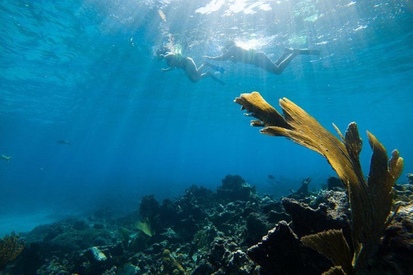 An underwater scene with a diver and marine plants. 3