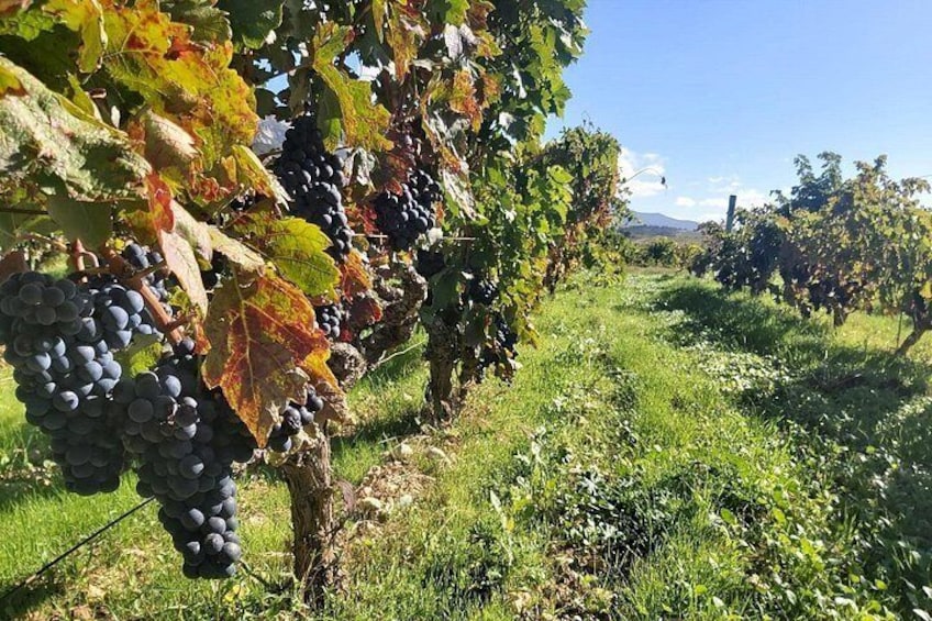 Vineyards 2