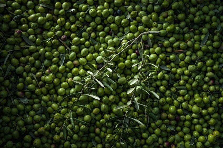 Hvar: Island tour with Wine and Olive Oil Tasting 2