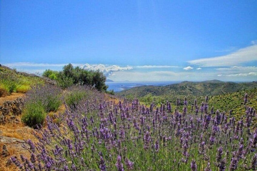 Hvar: Island tour with Wine and Olive Oil Tasting 2