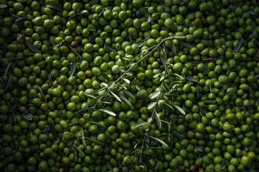 Hvar: Island tour with Wine and Olive Oil Tasting 2