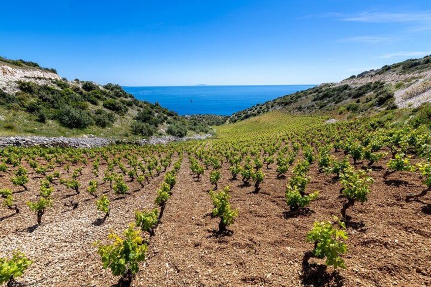 Hvar: Island tour with Wine and Olive Oil Tasting 1