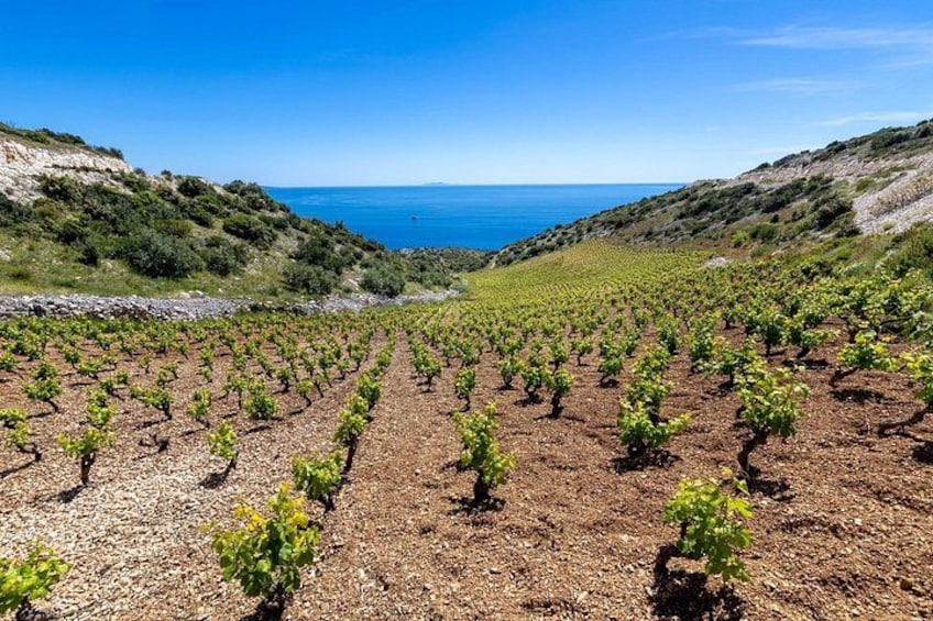 Hvar: Island tour with Wine and Olive Oil Tasting 1