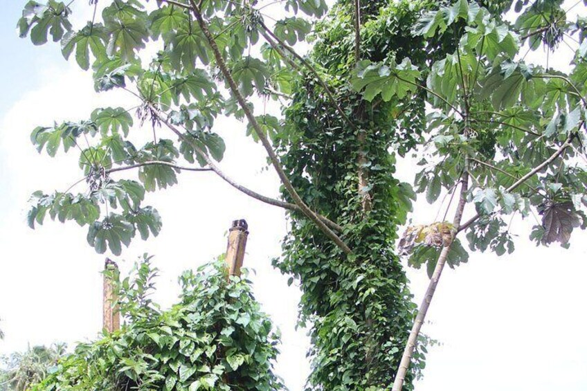 Greenery in Bellwood. 2