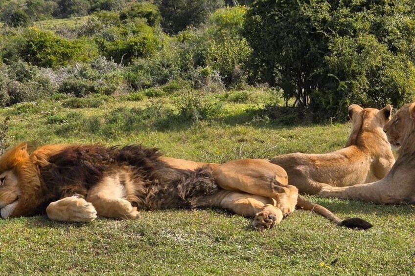 Half-Day Schotia Game Reserve (Open 4x4 Safari Vehicle) 2