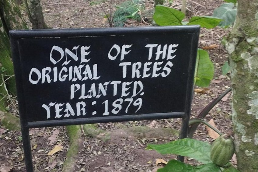 Un panneau situé dans une zone boisée, portant un texte qui relate l’histoire d’un arbre planté en 1879. 2