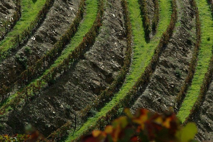 Private Alto Douro Wine Tour, from Porto 4
