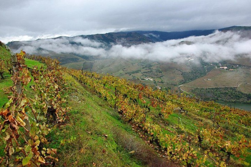 Private Alto Douro Wine Tour, from Porto 5