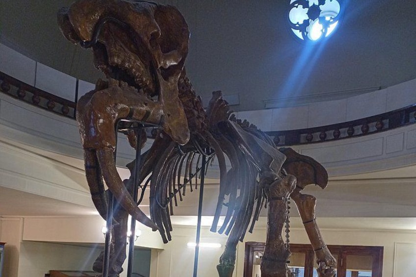 skeleton of Deinotherium thraciensis 4