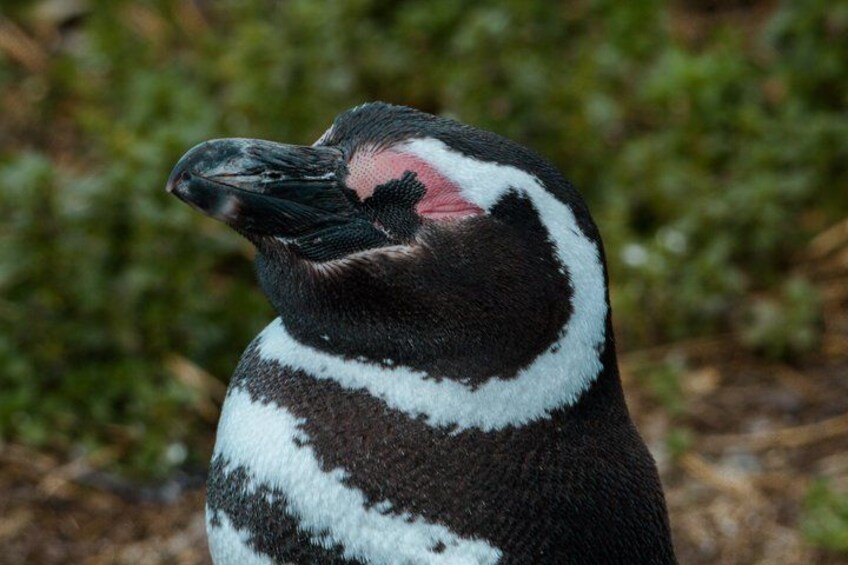 Un pingüino con plumaje blanco y negro, una mancha rosada en la cabeza y un pico negro. 1