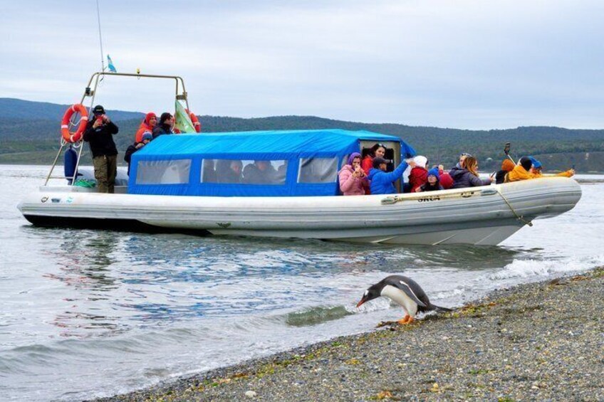 Guided Penguin Watching Tour and Centolla Route 3