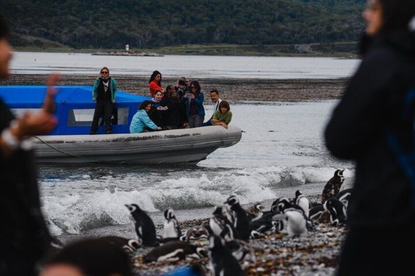 Guided Penguin Watching Tour and Centolla Route 5