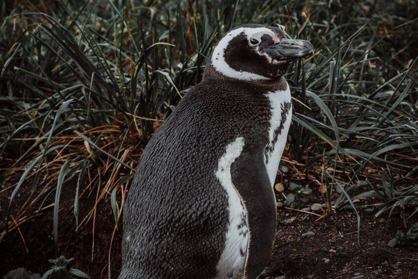 Un pingüino de pie sobre la tierra, rodeado de hierba y agujas de pino. 3