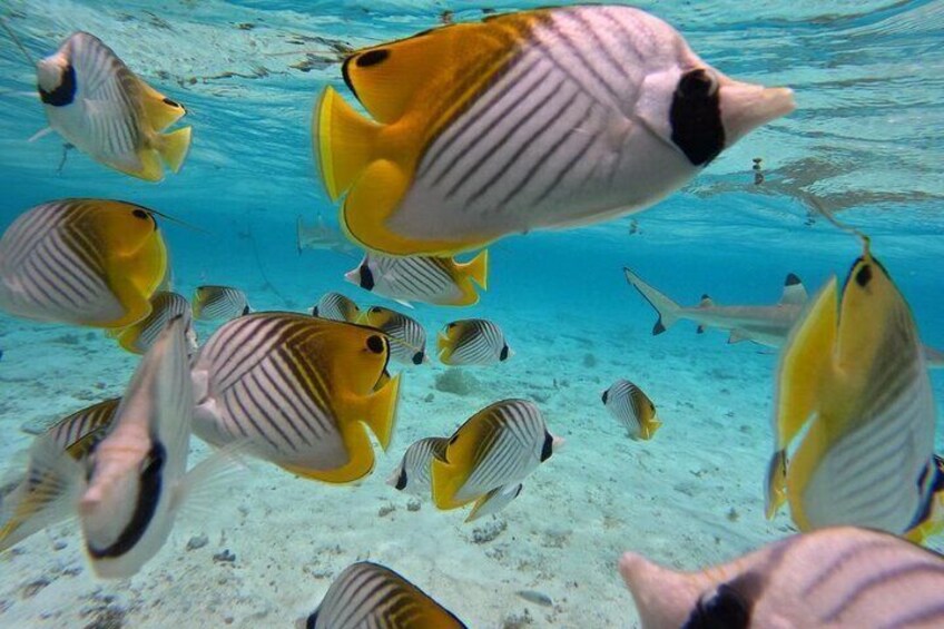 A school of yellow and striped fish swimming in clear blue water. 4