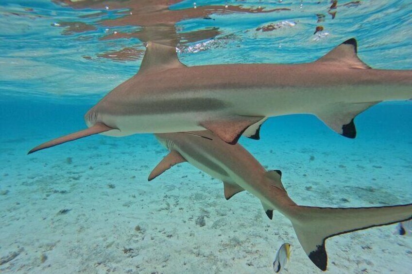 Two sharks swimming underwater with a sandy seabed and clear water. 3