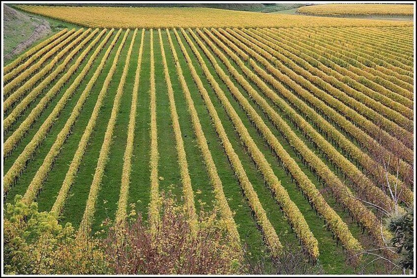 Lovely vineyards with Hawkes Bay Scenic Tours 5
