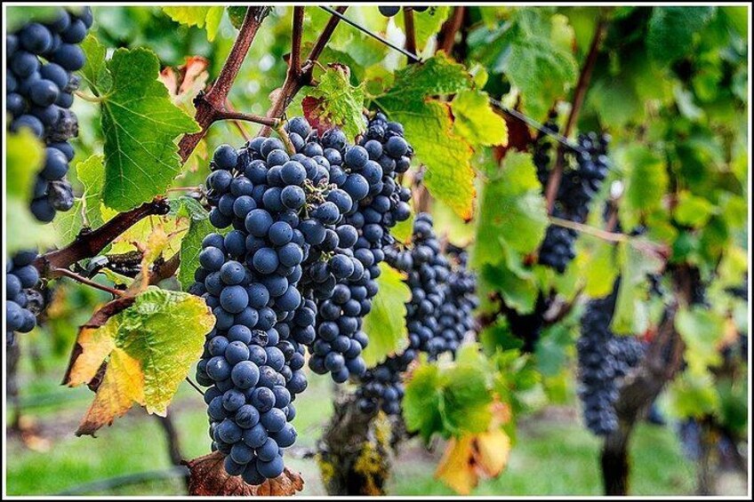 Sarah grapes on the vines 1