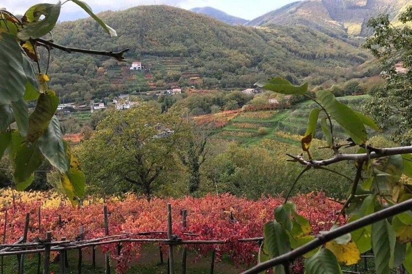 Amalfi Coast & Local Wine Tasting Experience from Salerno 2