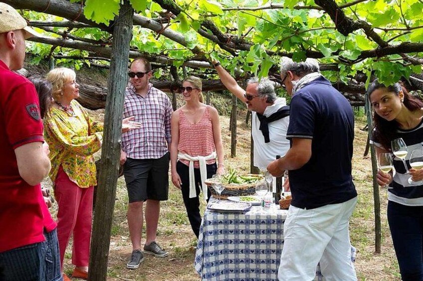 A group of people standing around a table with a checkered tablecloth, under a vineyard canopy. 4