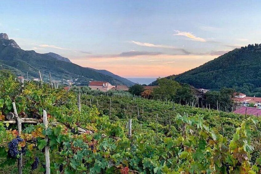 A vineyard with grapevines, a mountainous landscape, and houses in the background. 5