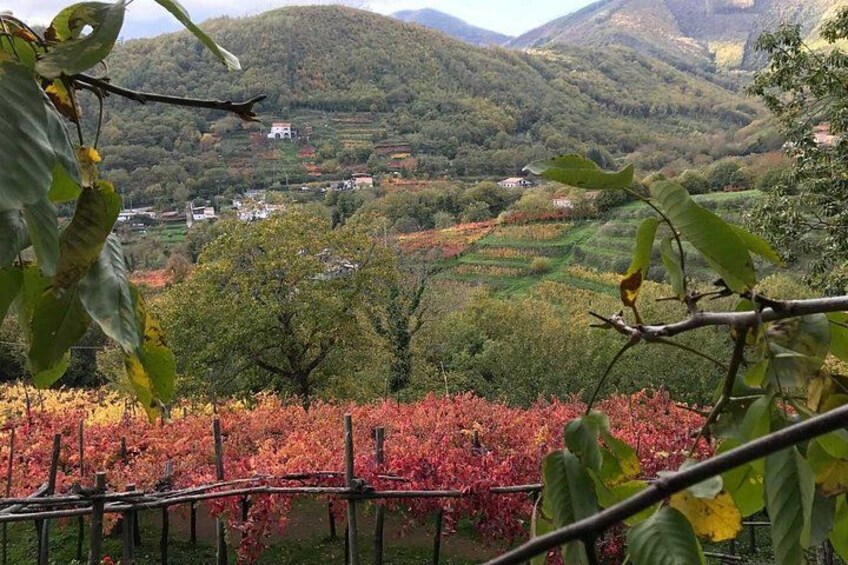A vineyard with rows of red grapevines, a wooden fence, and a mountainous landscape in the background. 2