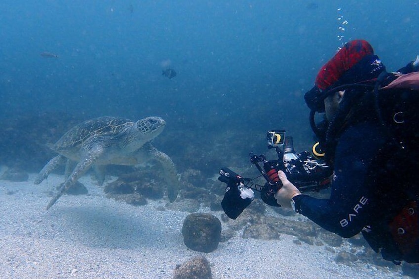 Green Sea Turtle and Diver 2